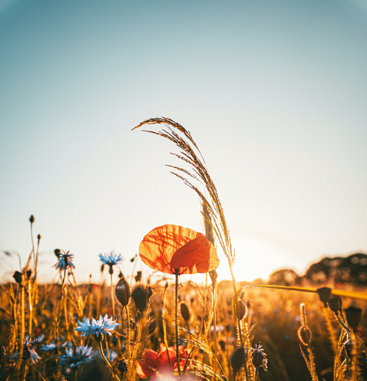 Why Consistency is Important in Natural and Ancient Beauty Routines